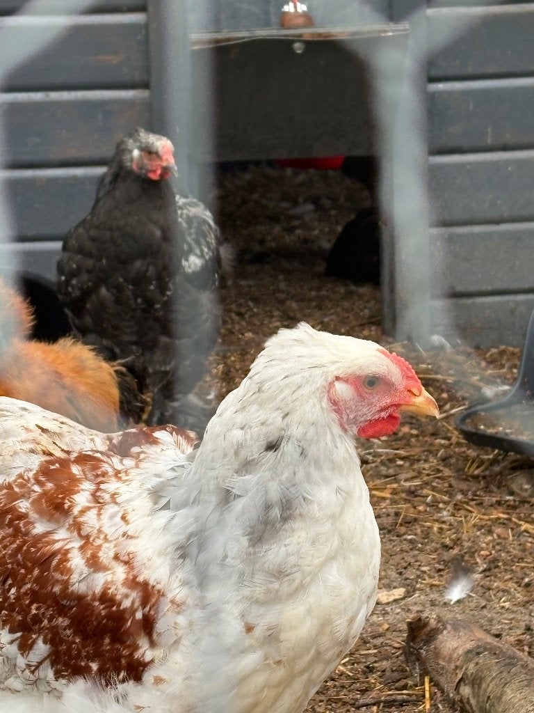 Bramha hanen, Dieren en Toebehoren, Pluimvee, Mannelijk, Kip