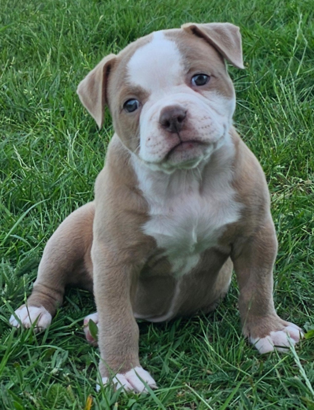 Prachtige Old English Bulldog pups, nog 1 teefje, Dieren en Toebehoren, Honden | Bulldogs, Pinschers en Molossers, 8 tot 15 weken