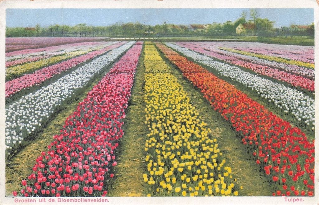 703-475-005 Groeten Uit De Bloembollenvelden Tulpen, Ophalen of Verzenden, Voor 1920, Noord-Holland