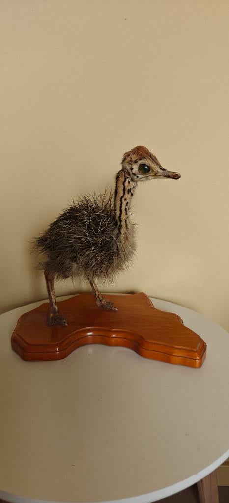 Opgezette baby struisvogel ( taxidermie), Ophalen of Verzenden, Zo goed als nieuw, Wild dier, Opgezet dier