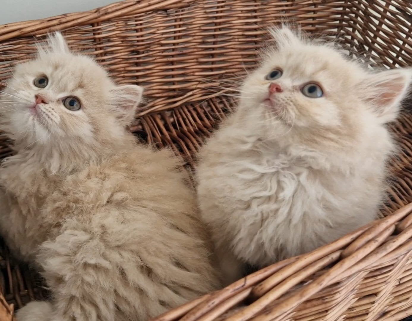 Britse langhaar kittens katertjes, Dieren en Toebehoren, Katten en Kittens | Raskatten | Langhaar, Kater