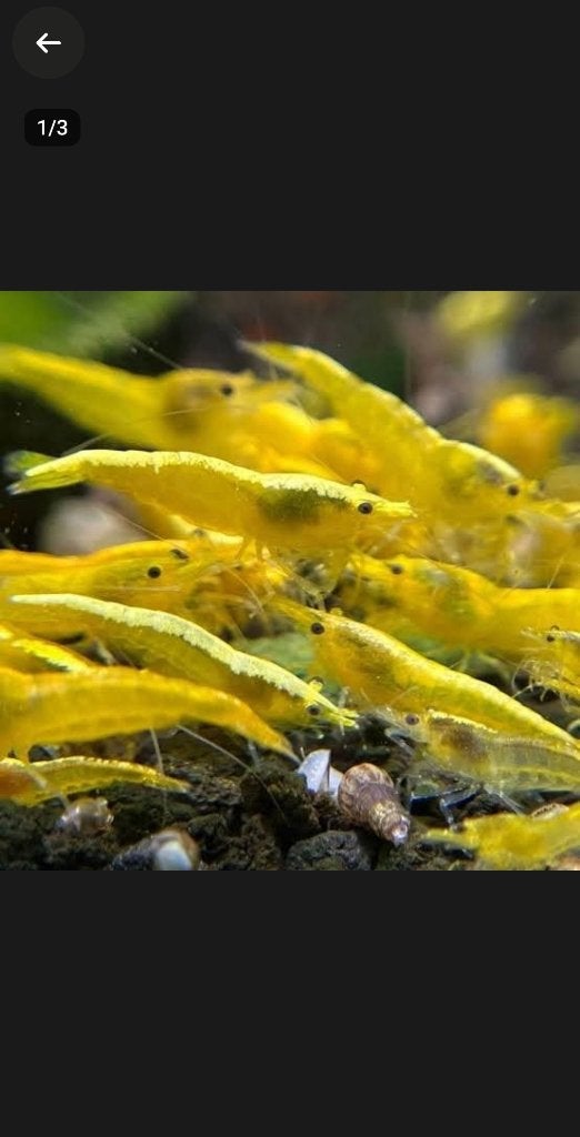 Neocaridina Yellow Neon Backstripe - Gezond en Felgekleurd, Kreeft, Krab of Garnaal, Zoetwatervis