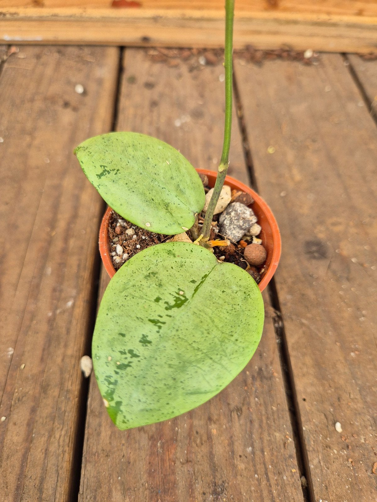 Hoya Verticillata Silver Heart p6 (3), Huis en Inrichting, Ophalen of Verzenden, Halfschaduw, Minder dan 100 cm