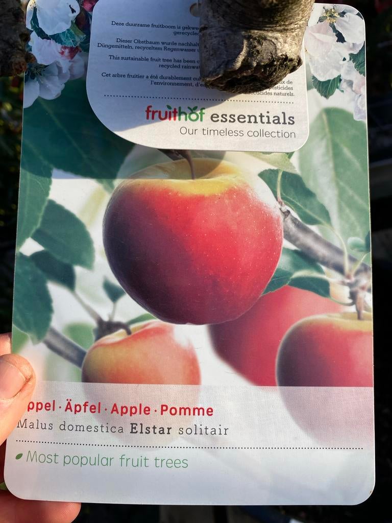 Elstar Appelboom - 12 jaar oud, Ophalen, In pot, Appelboom