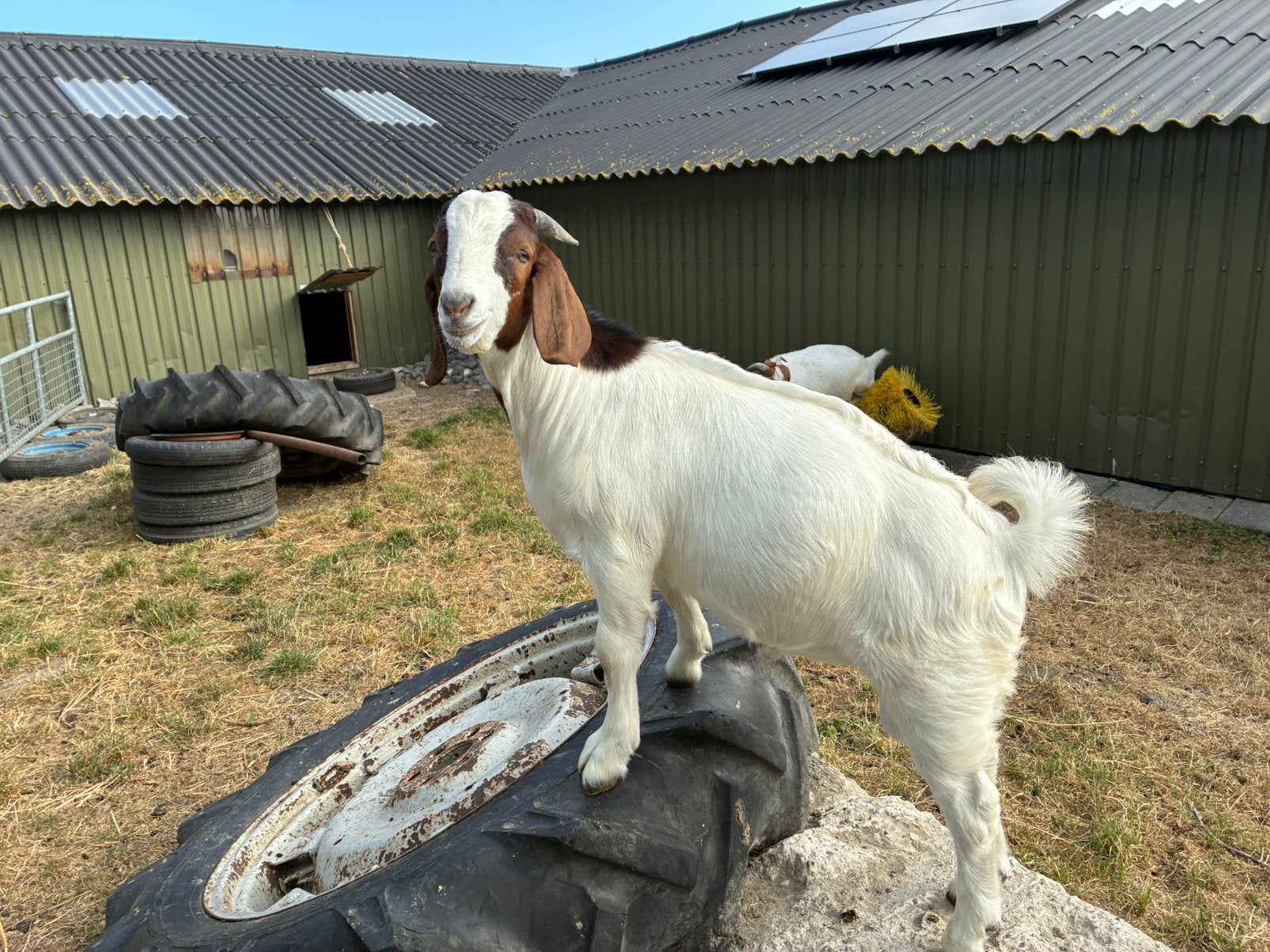 Boergeit Bokjes, Dieren en Toebehoren, Mannelijk, Geit, 0 tot 2 jaar