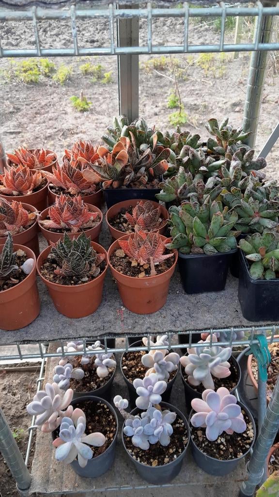 Fraaie vetplanten, Adromischus, Aloë, Pachyphytum, Huis en Inrichting, Kamerplanten, Vetplant, Ophalen of Verzenden, In pot, Minder dan 100 cm