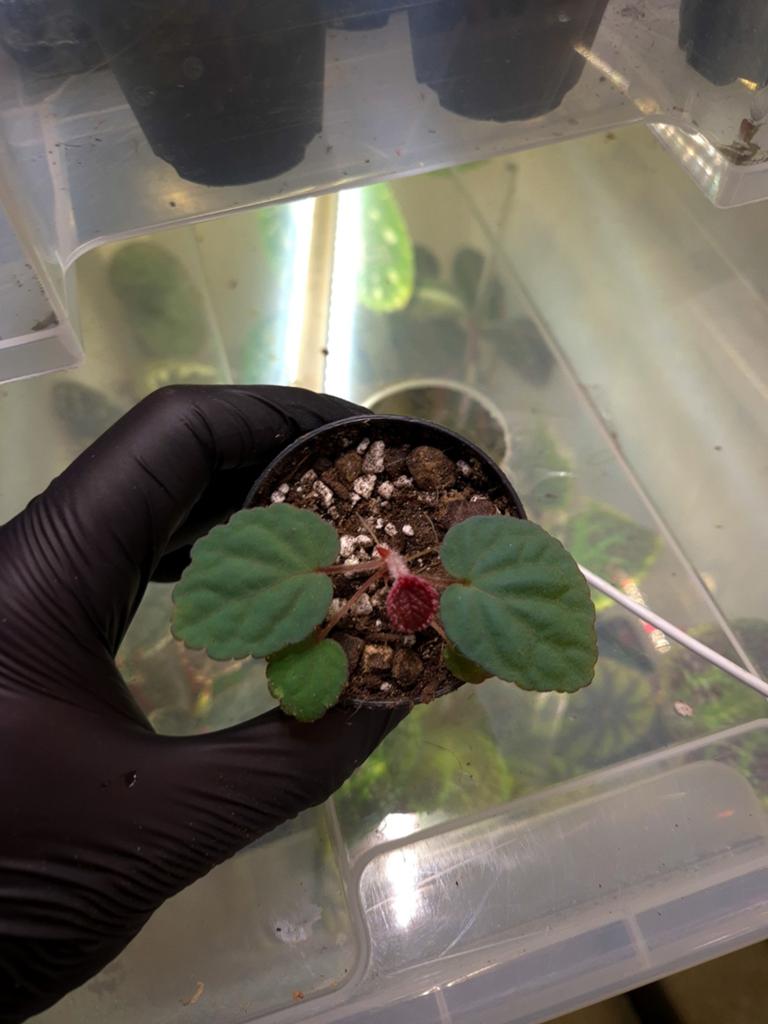 Begonia hahiepiana, Ophalen of Verzenden, Halfschaduw, Minder dan 100 cm
