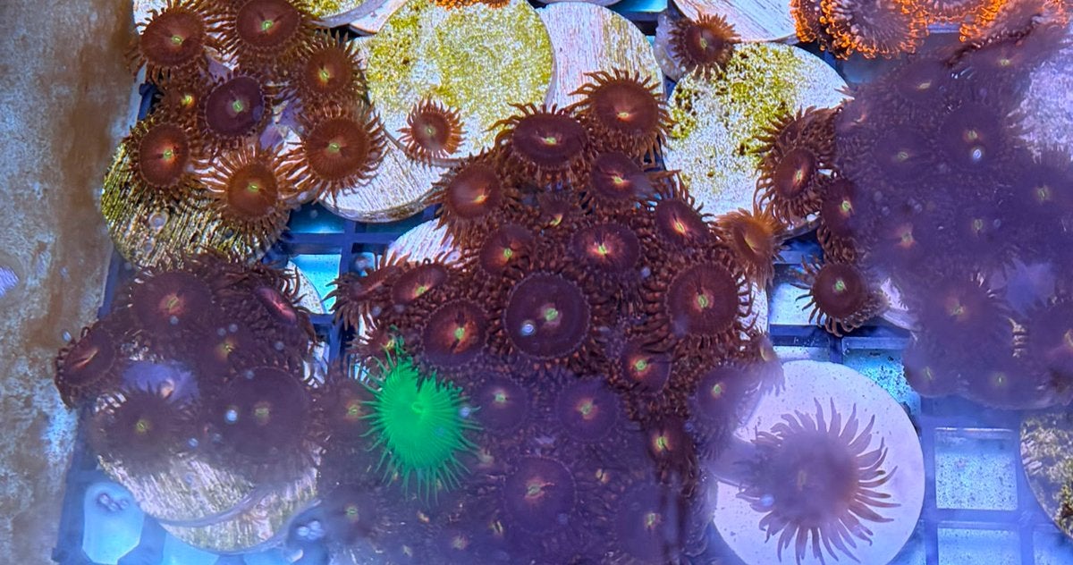 Zoanthus Alien Explosion Frag, Dieren en Toebehoren, Ophalen of Verzenden, Plant(en), Steen of Hout
