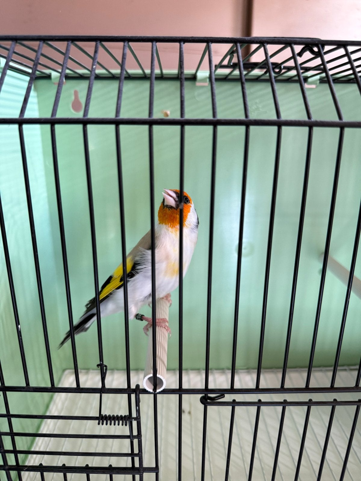 2 majoor putters mannen  eumo 2026., Dieren en Toebehoren, Mannelijk, Wildzangvogel, Geringd