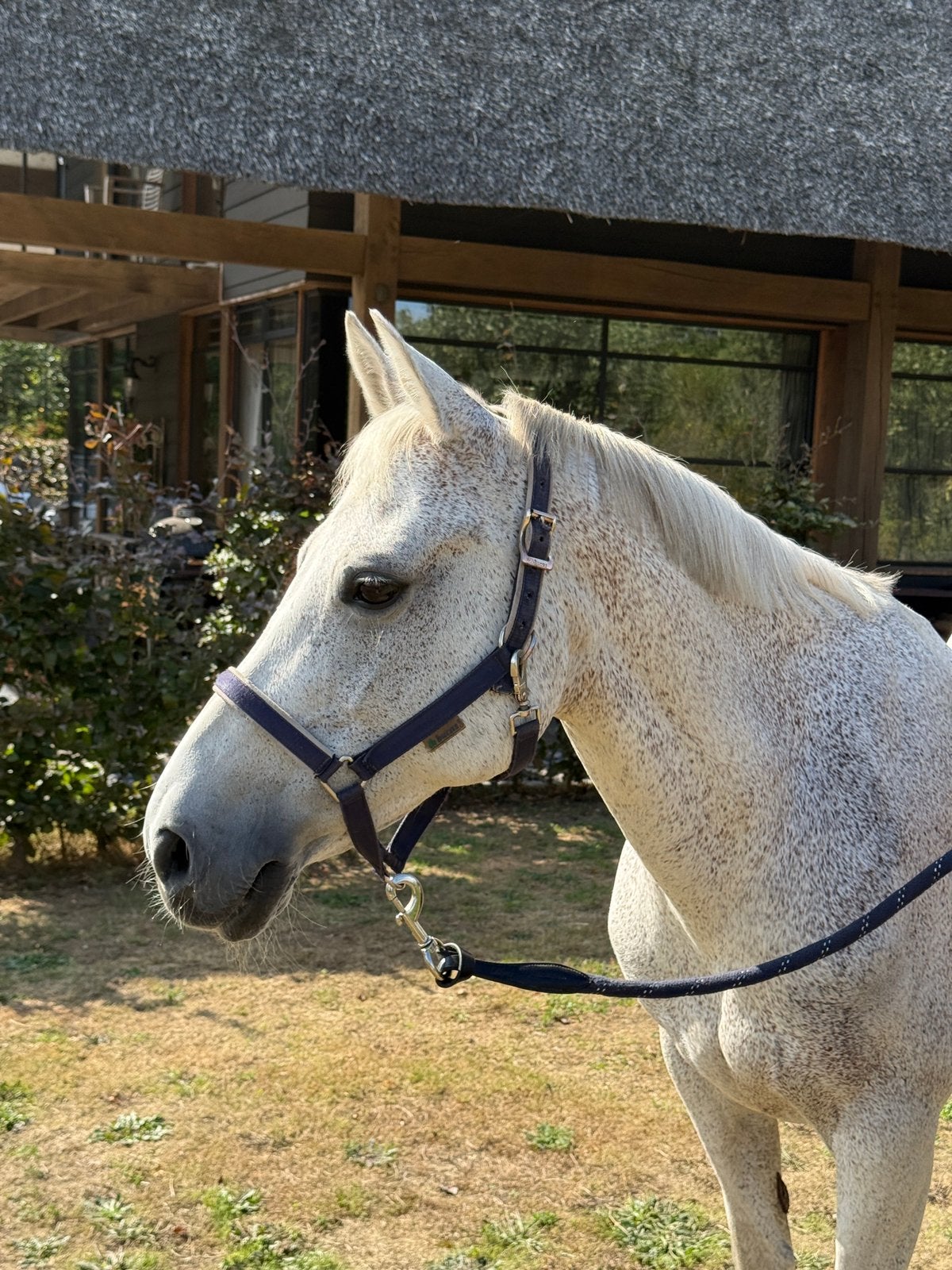 Gouden leerpony, Dieren en Toebehoren, Merrie, 11 jaar of ouder
