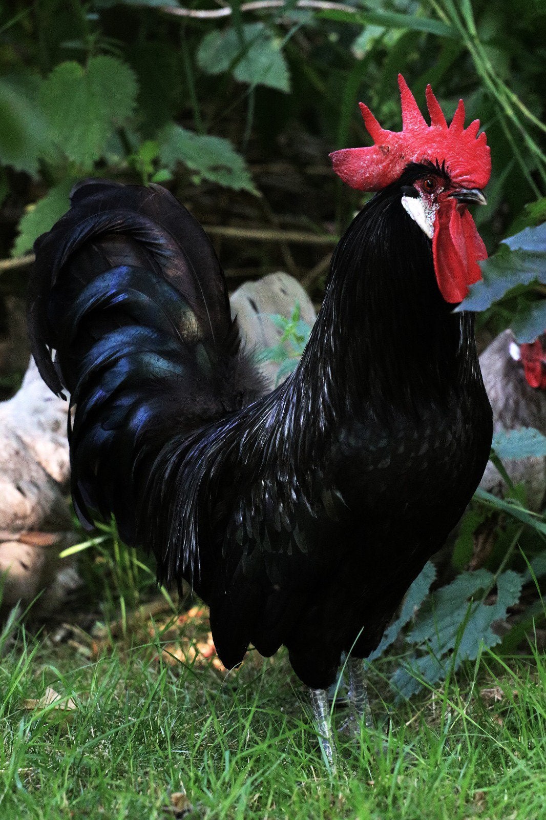 Friese zwarte / blauwe kippen en hanen, Dieren en Toebehoren, Pluimvee, Meerdere dieren, Kip