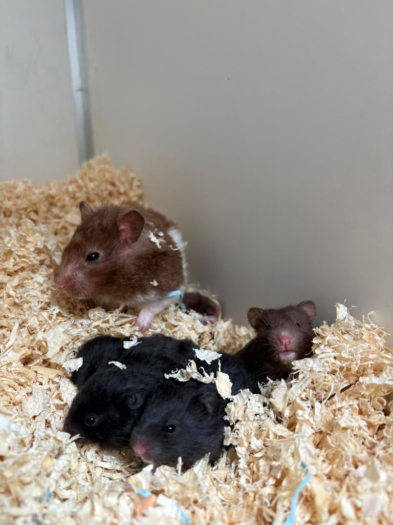 Jonge Syrische hamster te koop!, Dieren en Toebehoren, Knaagdieren, Hamster, April, Meerdere dieren, Tam