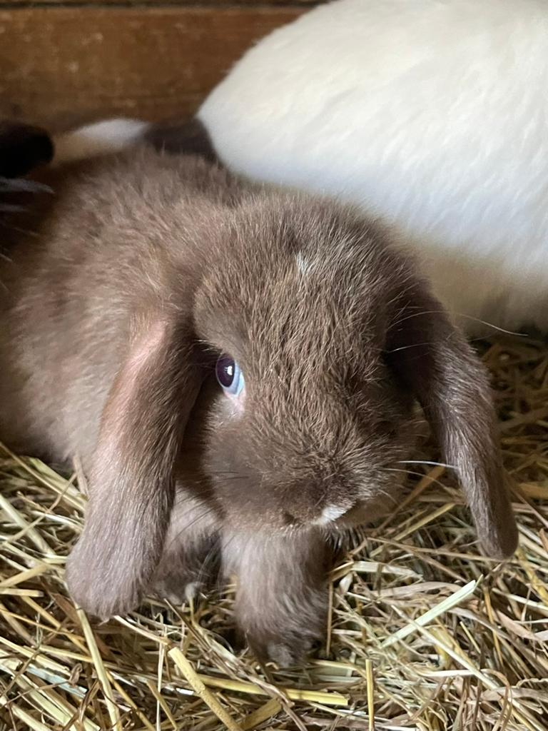 Mooi choco minilop rammetje, Mannelijk, Dwerg, 0 tot 2 jaar