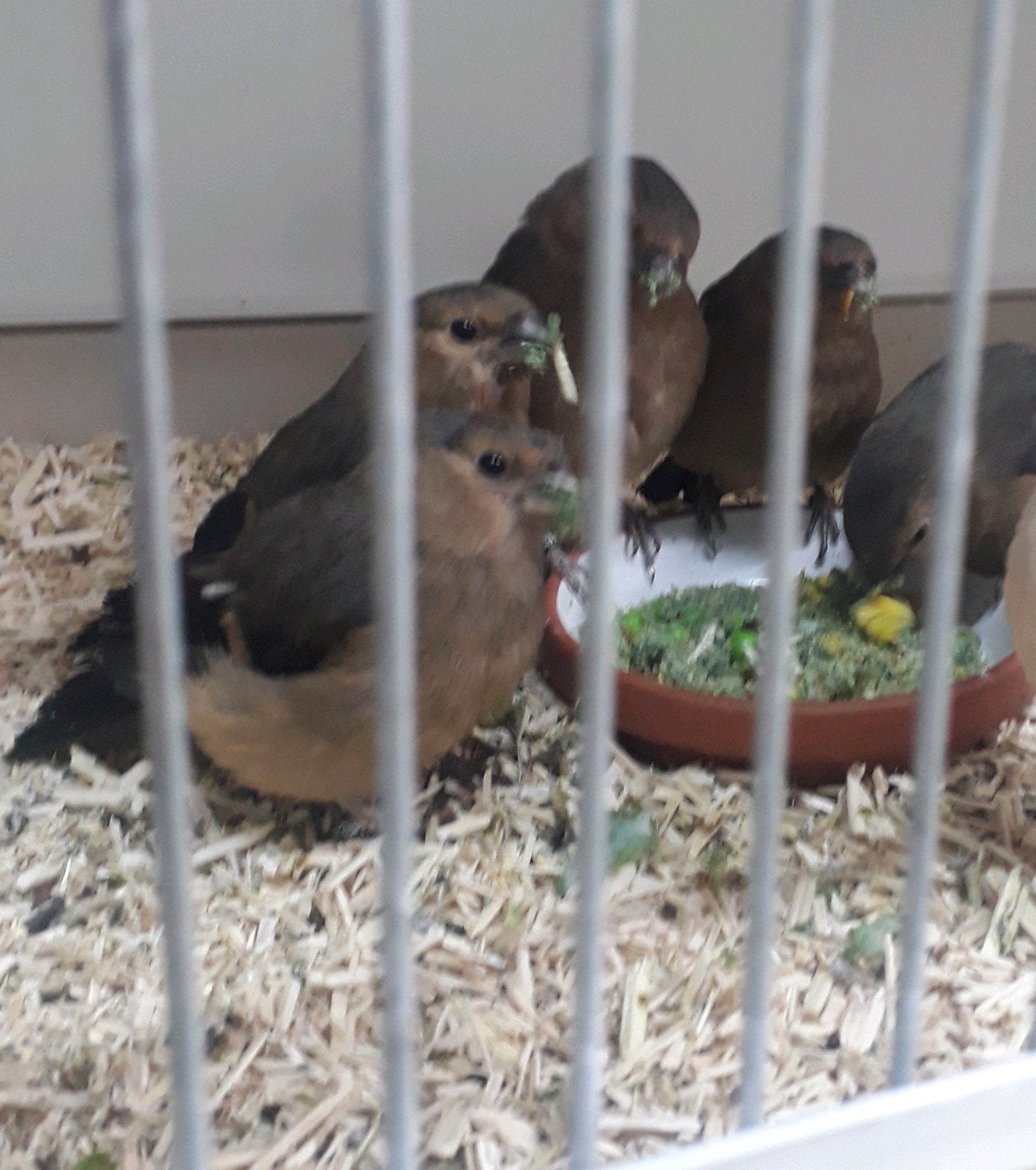 goudvink man 2026, Dieren en Toebehoren, Mannelijk, Wildzangvogel