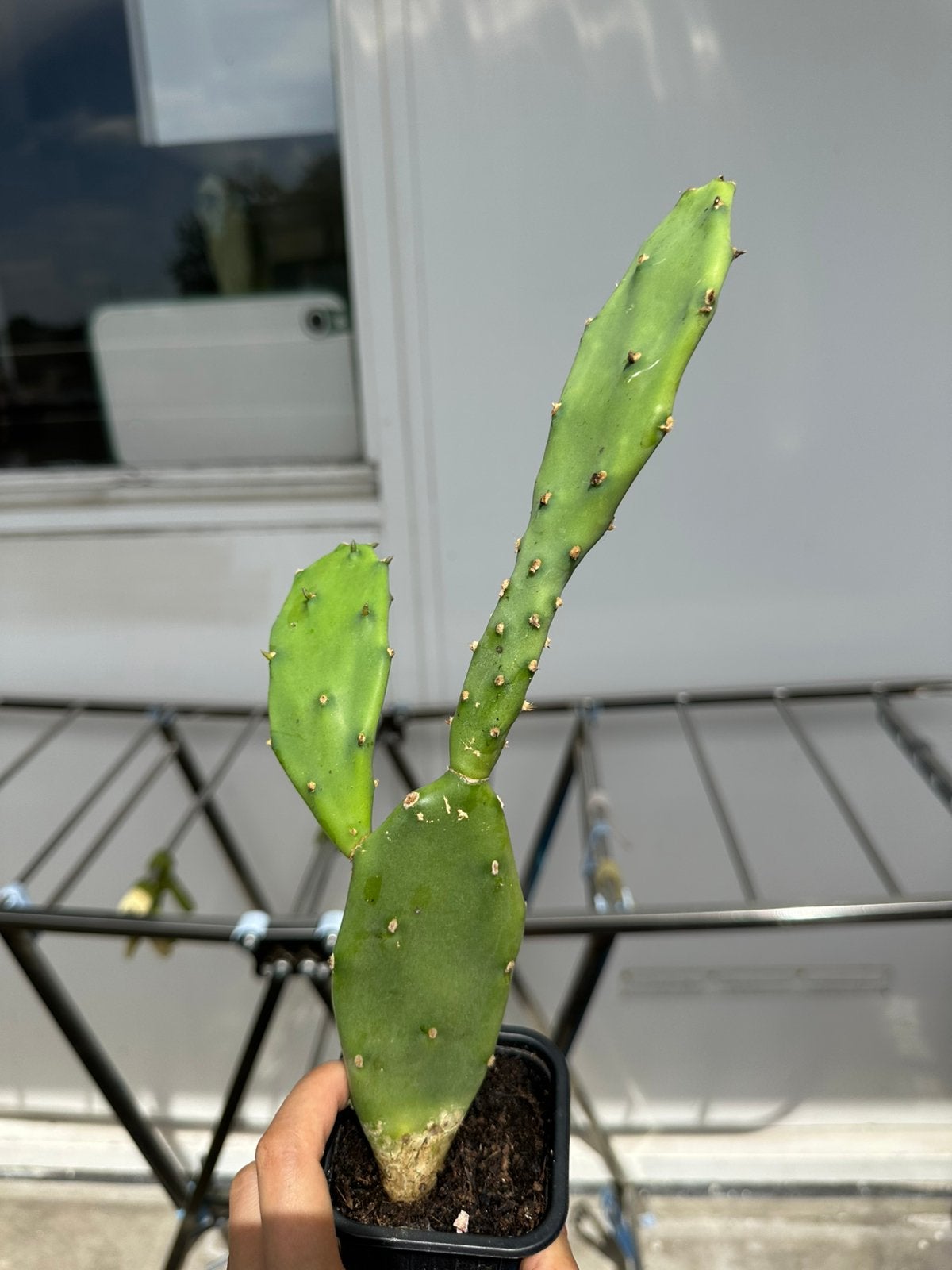 Cactus kamerplant, Tuin en Terras, Planten | Tuinplanten, Ophalen, Overige soorten, Volle zon