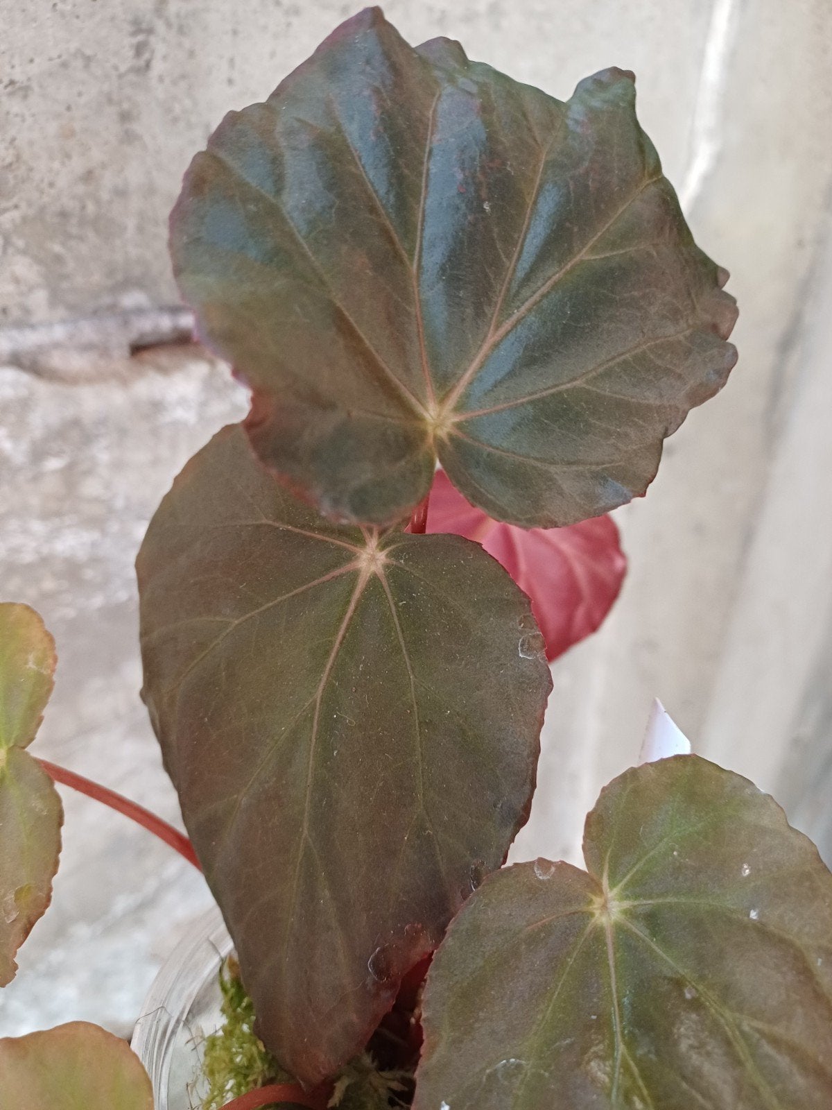Begonia Pavonina, Overige soorten, In pot, Minder dan 100 cm, Groene kamerplant