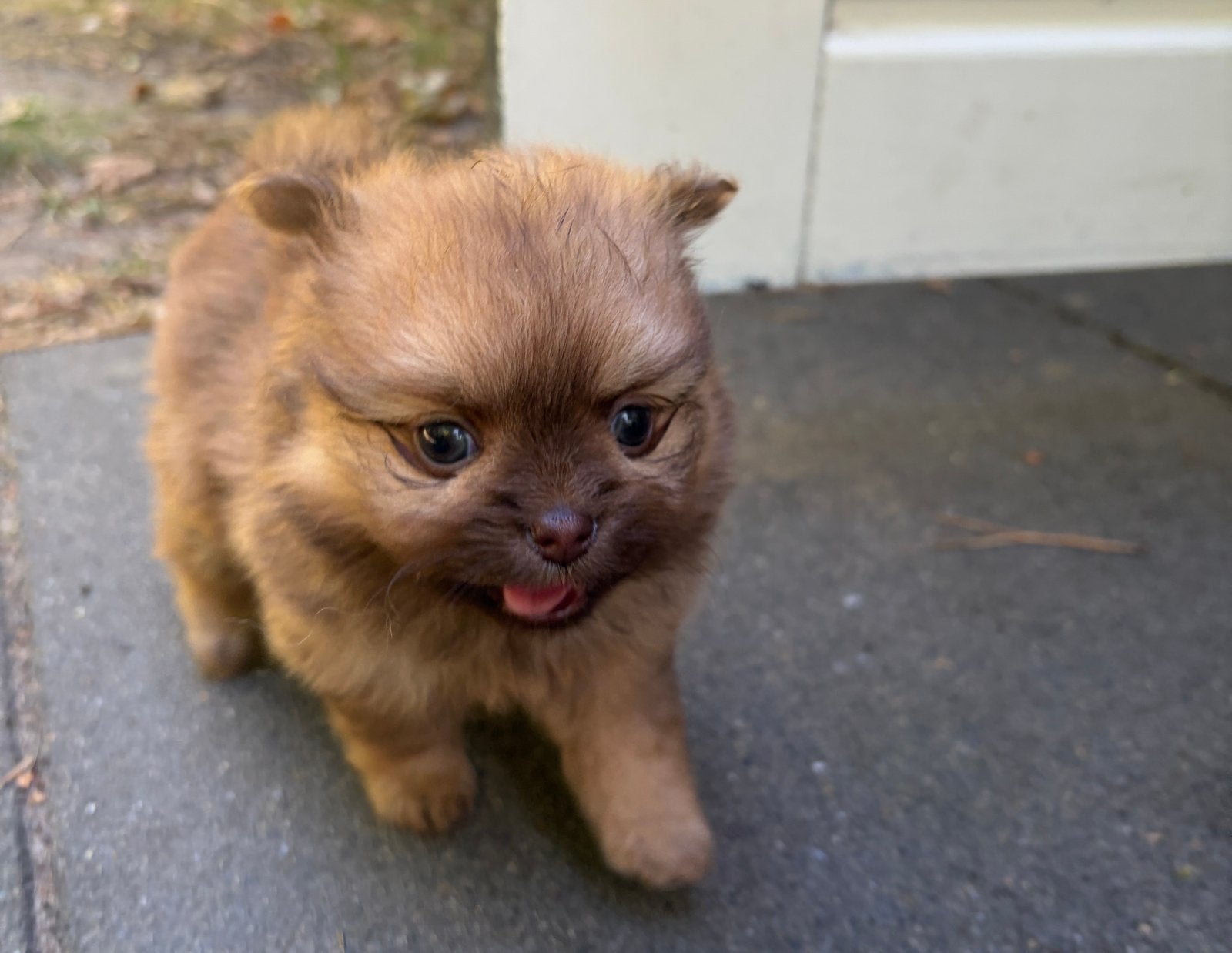 🐶🐻 Chihuahua teefje pup langharig 🐻🐶, Dieren en Toebehoren, Parvo, 8 tot 15 weken, Teef, Meerdere