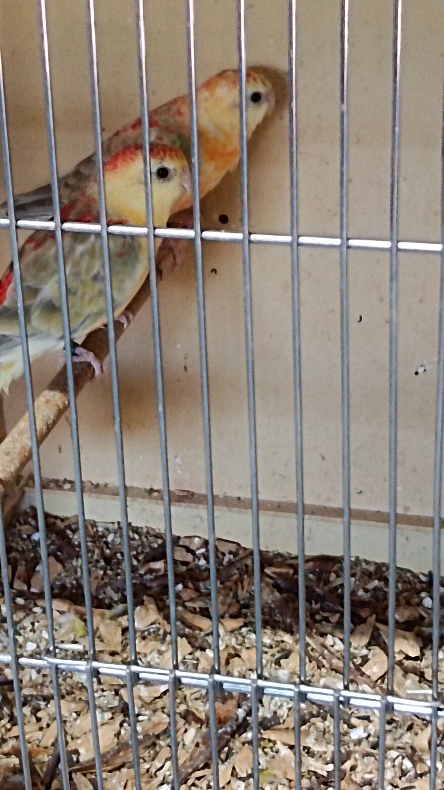 parkieten en papegaaien, Dieren en Toebehoren