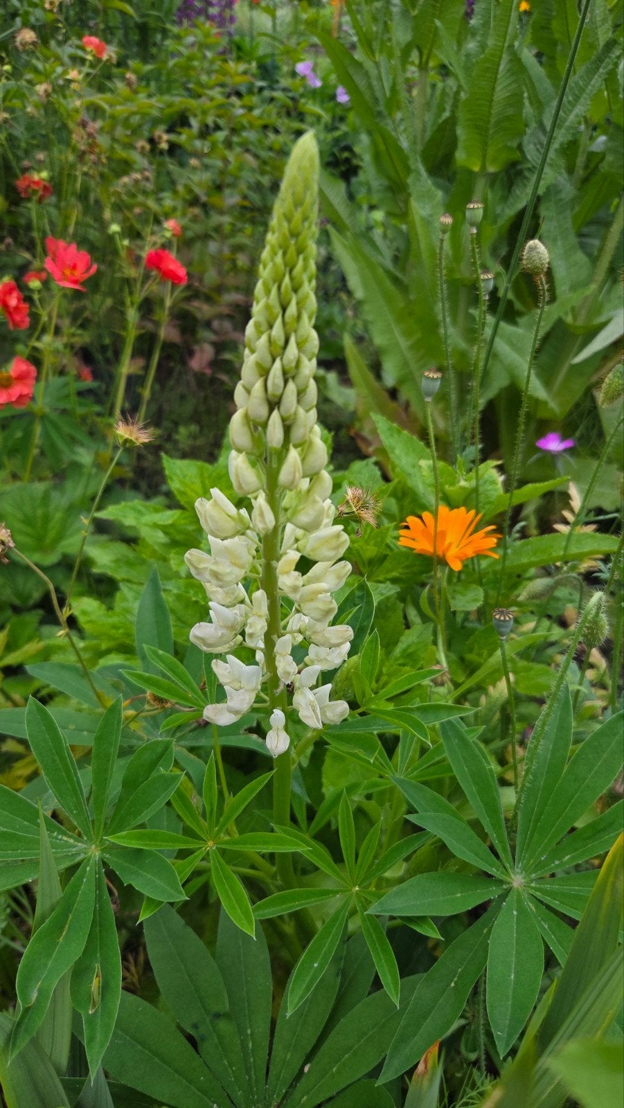 Lupinus zaden mix, Lupinus, Ophalen of Verzenden, Volle zon