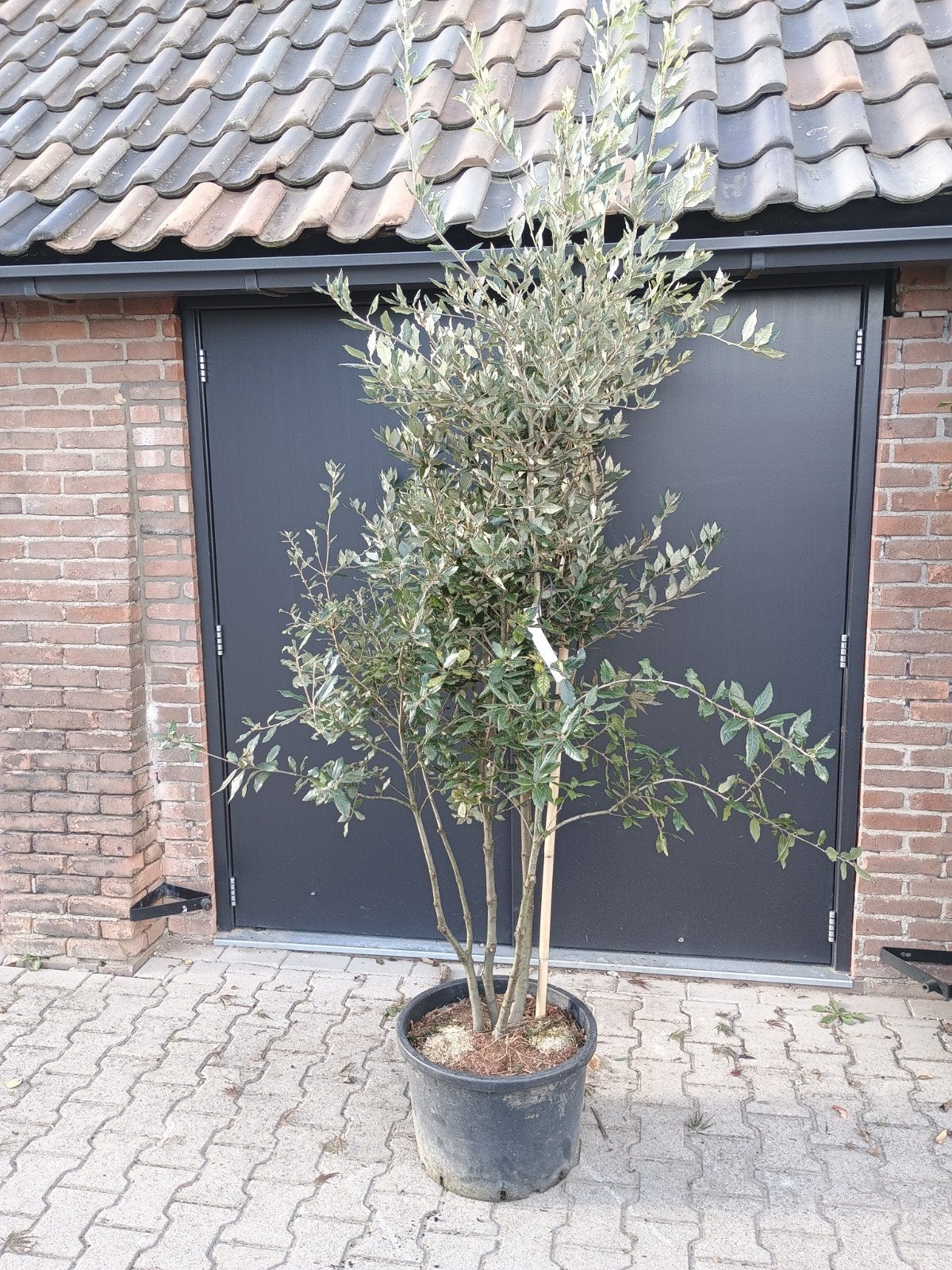 Steeneik meerstammig - Quercus ilex, Lente, 250 tot 400 cm, Volle zon, In pot
