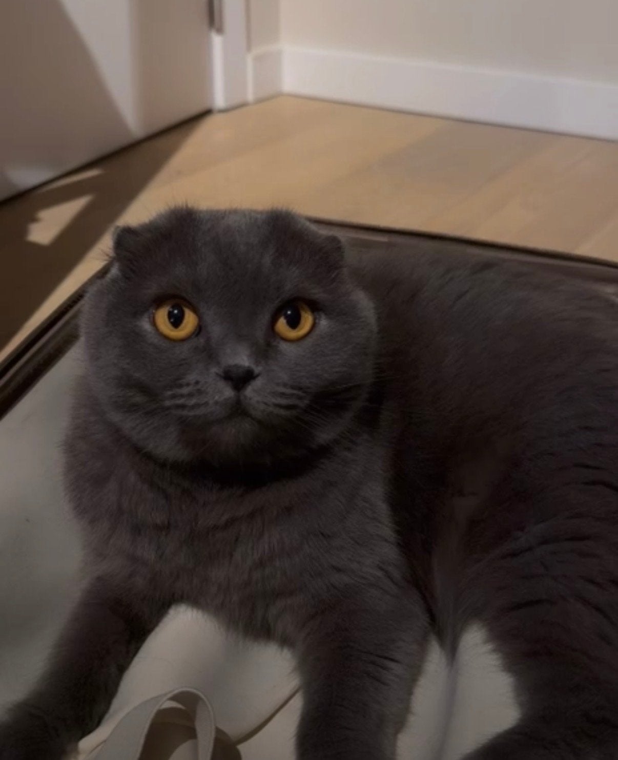 GEZOCHT: EEN GOUDEN MANDJE VOOR ONZE LIEVE LUNA, Poes, Kortharig, 6 jaar of ouder