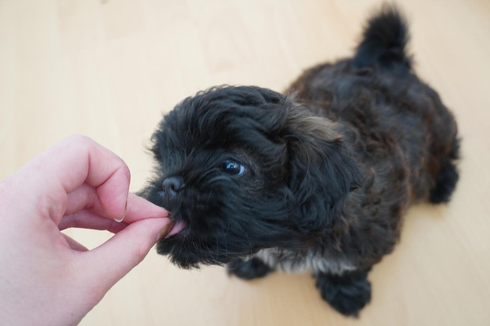 Shih Tzu x Shih Poo Puppy Teefje Choco, Parvo, Overige rassen, 8 tot 15 weken, Teef