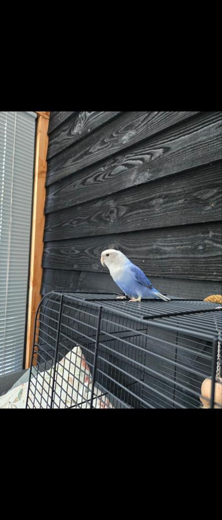 Agapornis, Dieren en Toebehoren, Vogels | Parkieten en Papegaaien, Dwergpapegaai of Agapornis, Tam