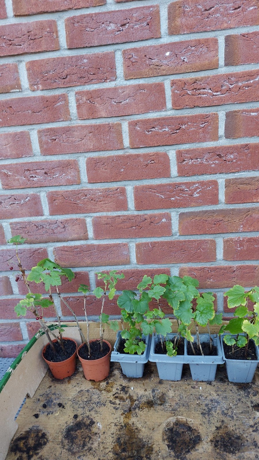 Biologische rode Aalbes(Jonkheer van Tets), Tuin en Terras, Ophalen, Minder dan 100 cm, Overige soorten, Zomer