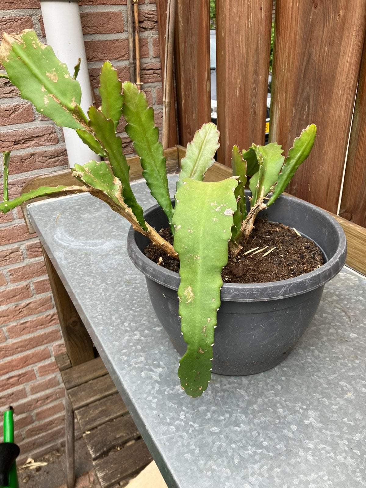Epiphyllum, Ophalen, Halfschaduw, Minder dan 100 cm
