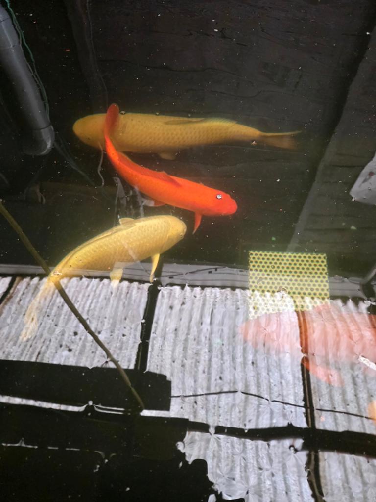 Chagoi 78cm (Marusei Hirasawa Japan), Karper of Koi