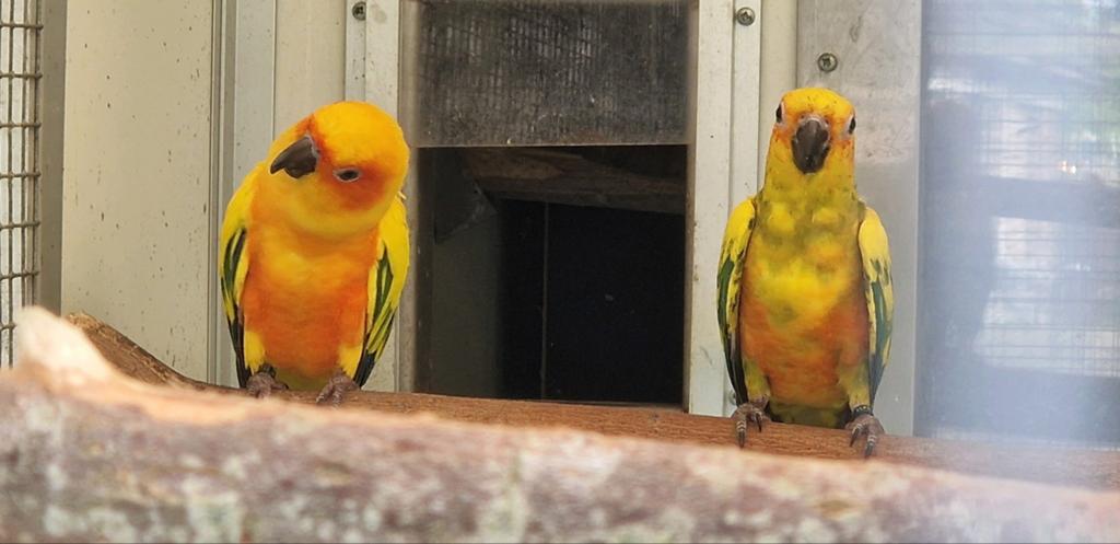 Bewezen koppel zonparkieten, Dieren en Toebehoren, Meerdere dieren, Parkiet, Geringd
