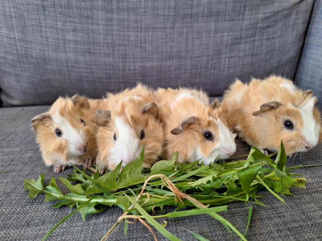 Jonge crème witte borstelcavia's, Dieren en Toebehoren, Knaagdieren, Cavia, April, Mannelijk, Tam