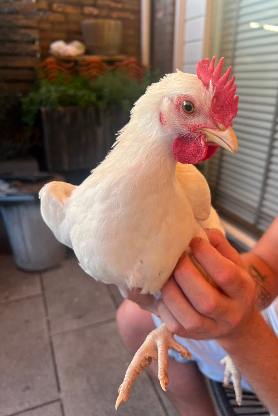 Tamme haan, Dieren en Toebehoren, Pluimvee, Kip, Mannelijk