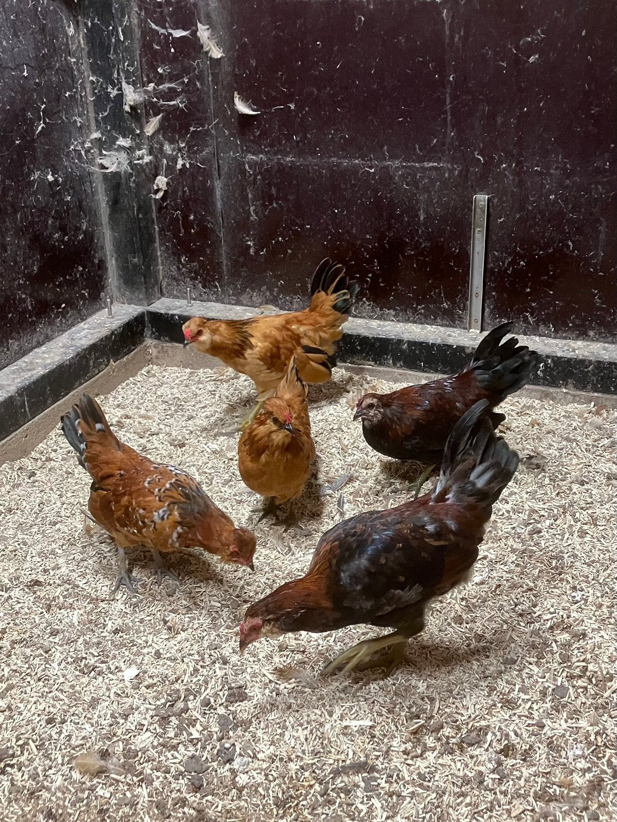 Jonge krielhaantjes, Dieren en Toebehoren, Mannelijk, Kip