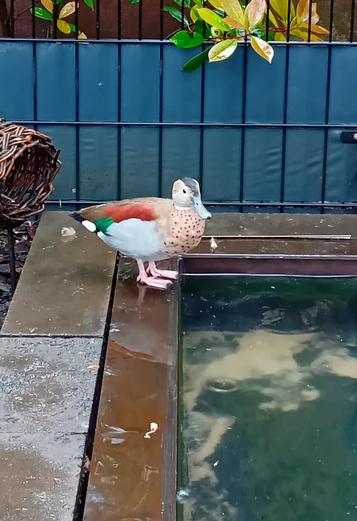 Roodschouder taling man, Dieren en Toebehoren, Pluimvee, Mannelijk, Eend