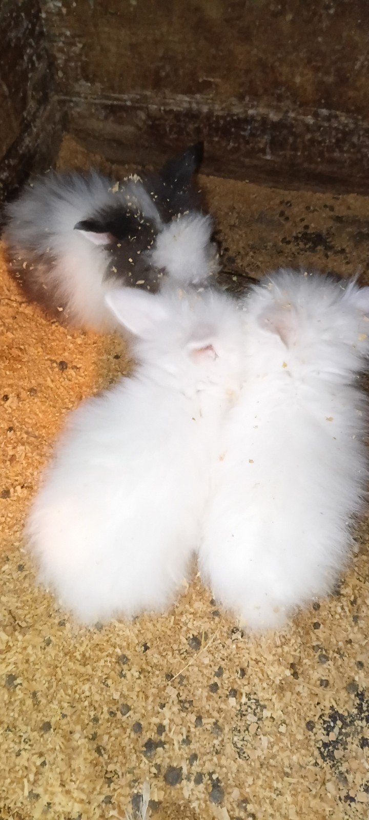 Jongen angora konijnen 3 vroutjes, Meerdere dieren