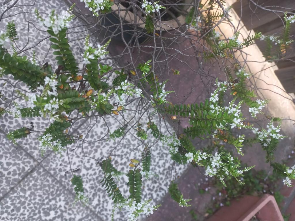 Exochorda 'The Bride' heester in pot, Tuin en Terras, Grind, Keien en Split, Ophalen, Zo goed als nieuw