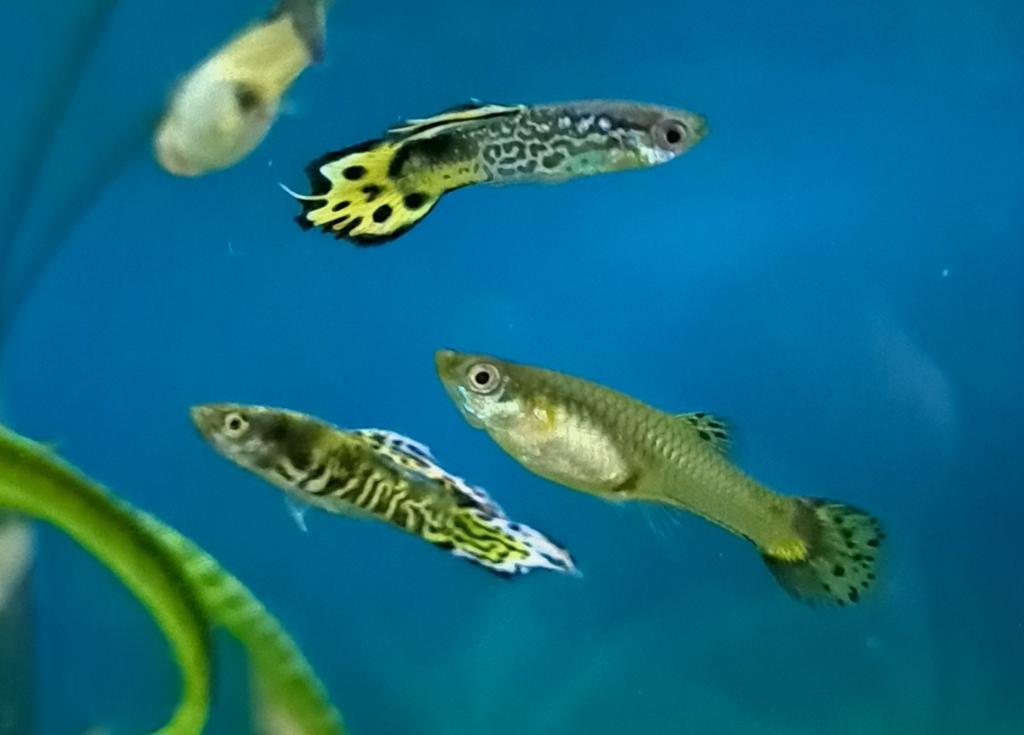 Jonge Guppen mix geel zwart tiger, Vis, Zoetwatervis, Schoolvis