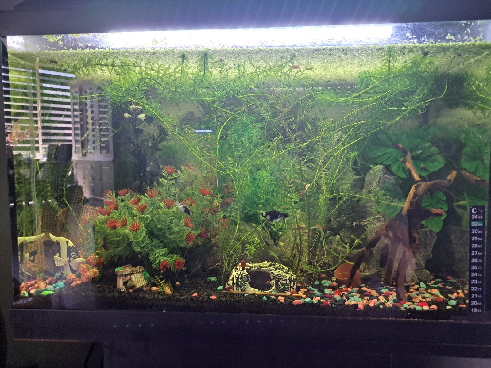 Aquarium tekoop, Dieren en Toebehoren, Ophalen, Gevuld zoetwateraquarium