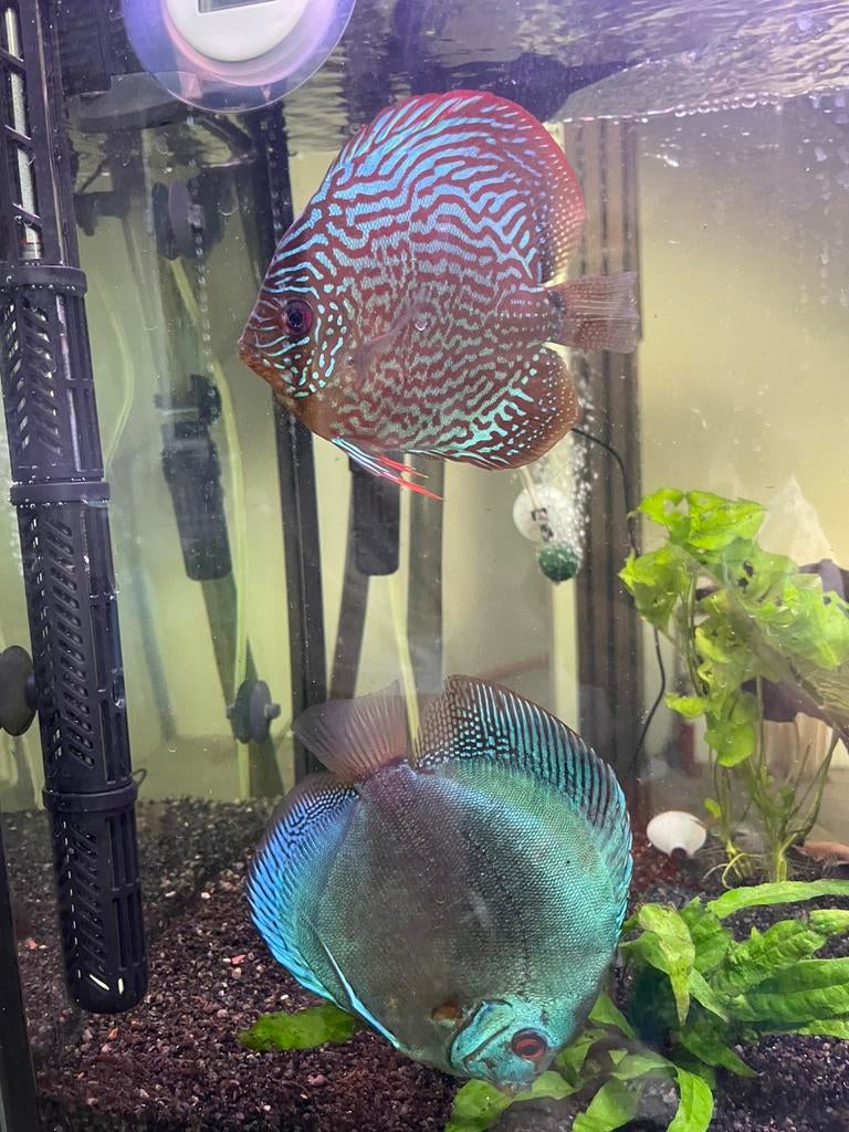 Twee discus vissen, Dieren en Toebehoren, Vis