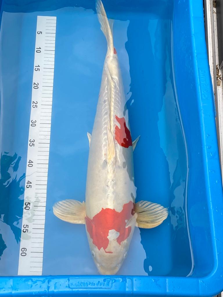 Japanse koi, Karper of Koi