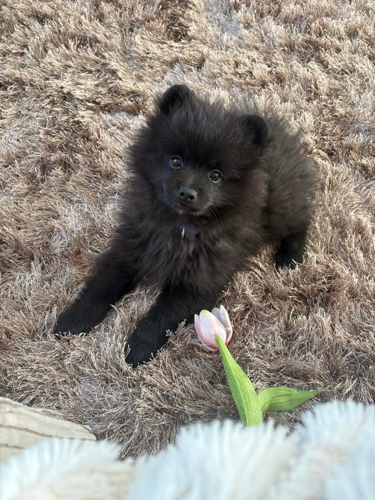 Super lieve pomeriaan pup, Keeshond, Reu, Eén hond, Nederland