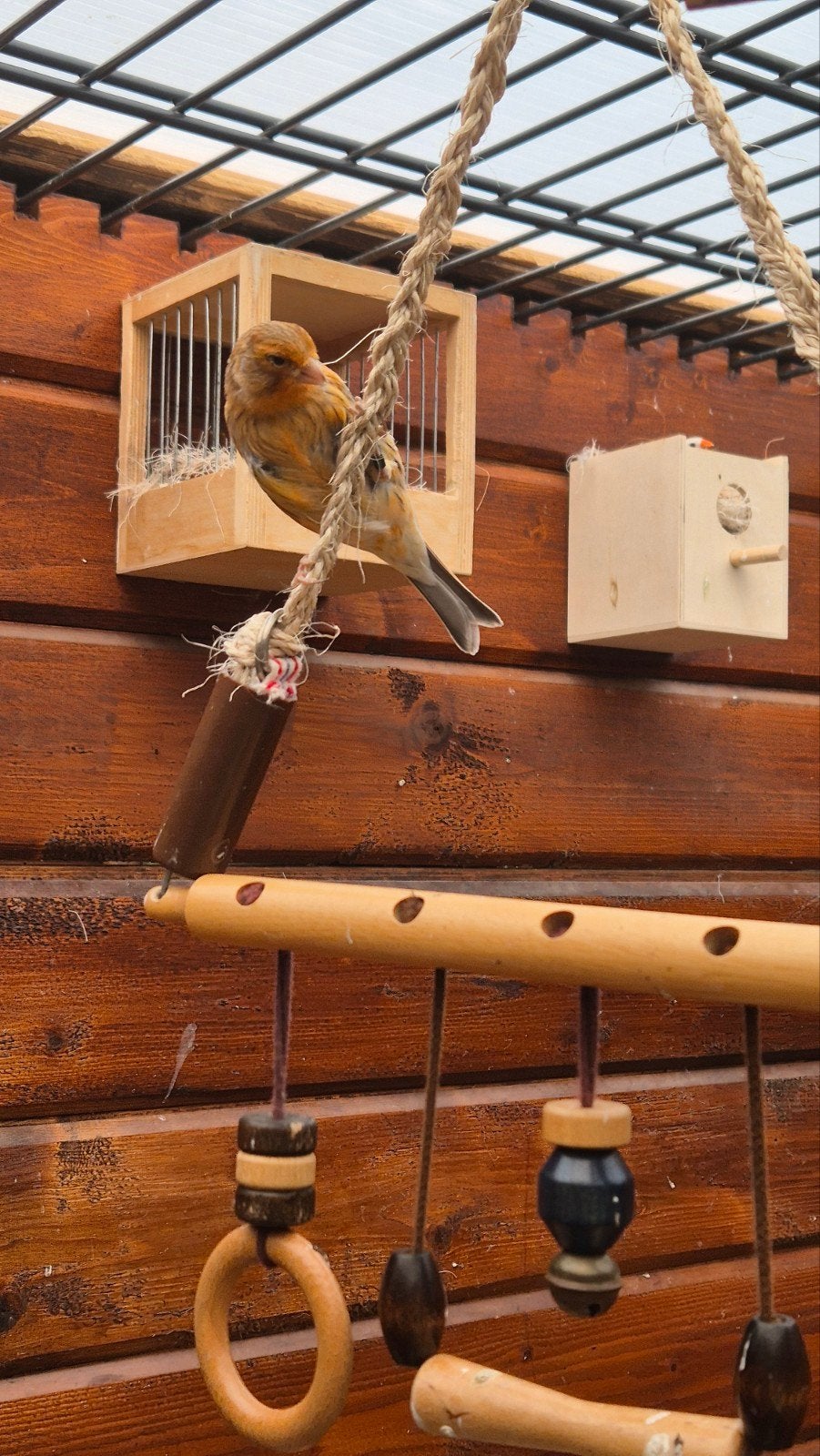 Jong kanarie mannetje, Dieren en Toebehoren, Vogels | Kanaries, Mannelijk