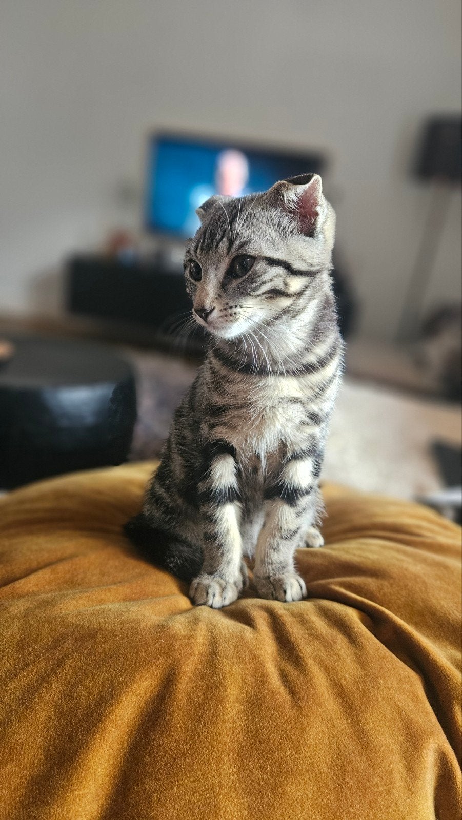 Kitten (kater) 12 weken zoekt huisje, Kater, 0 tot 2 jaar