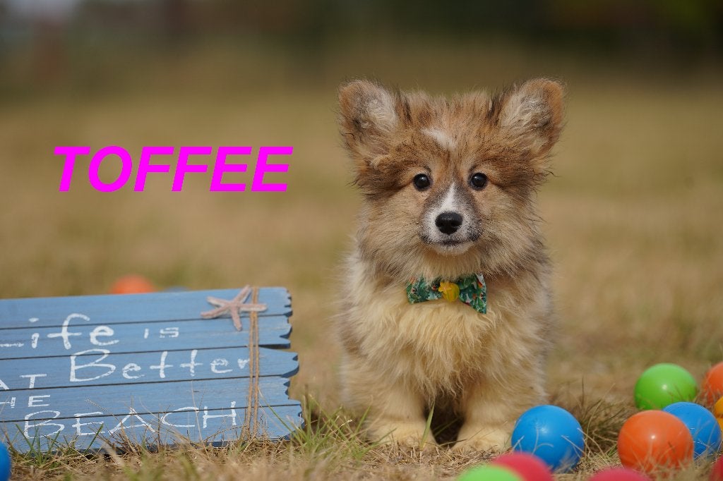 Prachtige en gezonde Welsh Corgi Pembroke Puppy', Dieren en Toebehoren, Overige rassen, 8 tot 15 weken, Buitenland, Teef