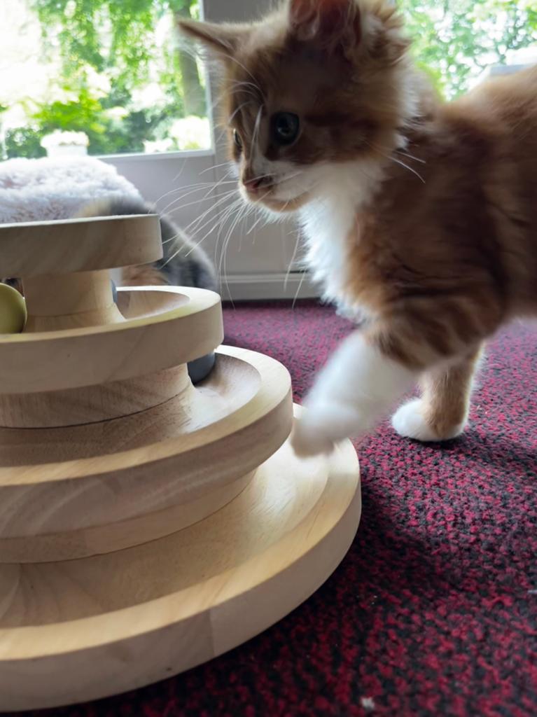 2 Maincoon poesjes, Dieren en Toebehoren, Poes, Ontwormd, 0 tot 2 jaar