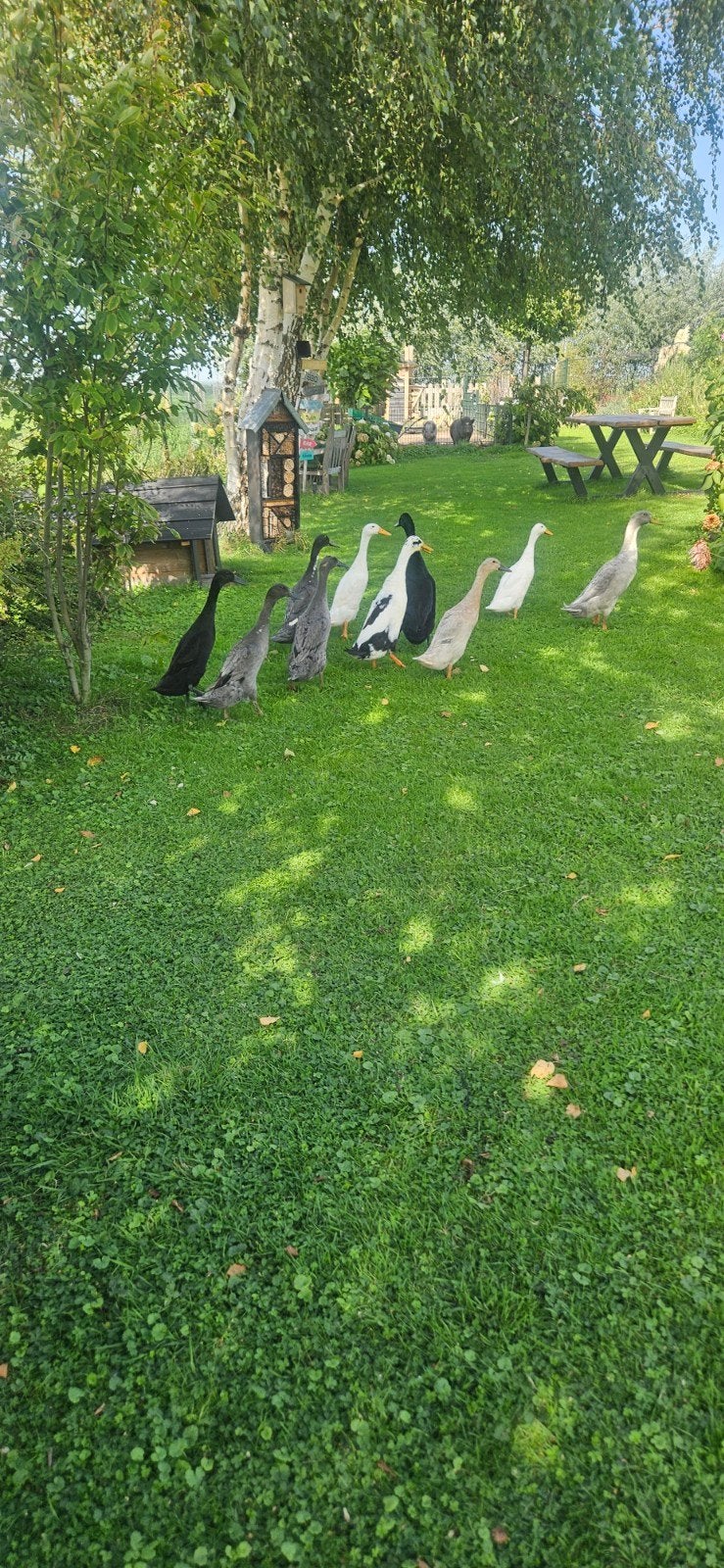 Indische loopeenden div kleuren, Dieren en Toebehoren, Pluimvee, Meerdere dieren, Eend
