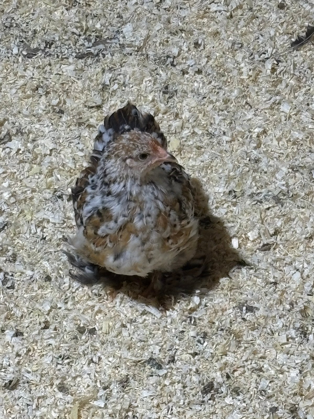 Cochins te koop, Dieren en Toebehoren, Pluimvee, Meerdere dieren, Kip