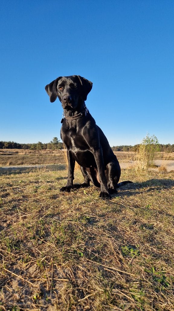 Labrador-Weimaraner (75%-25%) pups verwacht!, Dieren en Toebehoren, Overige rassen, 8 tot 15 weken, Teef, CDV (hondenziekte)