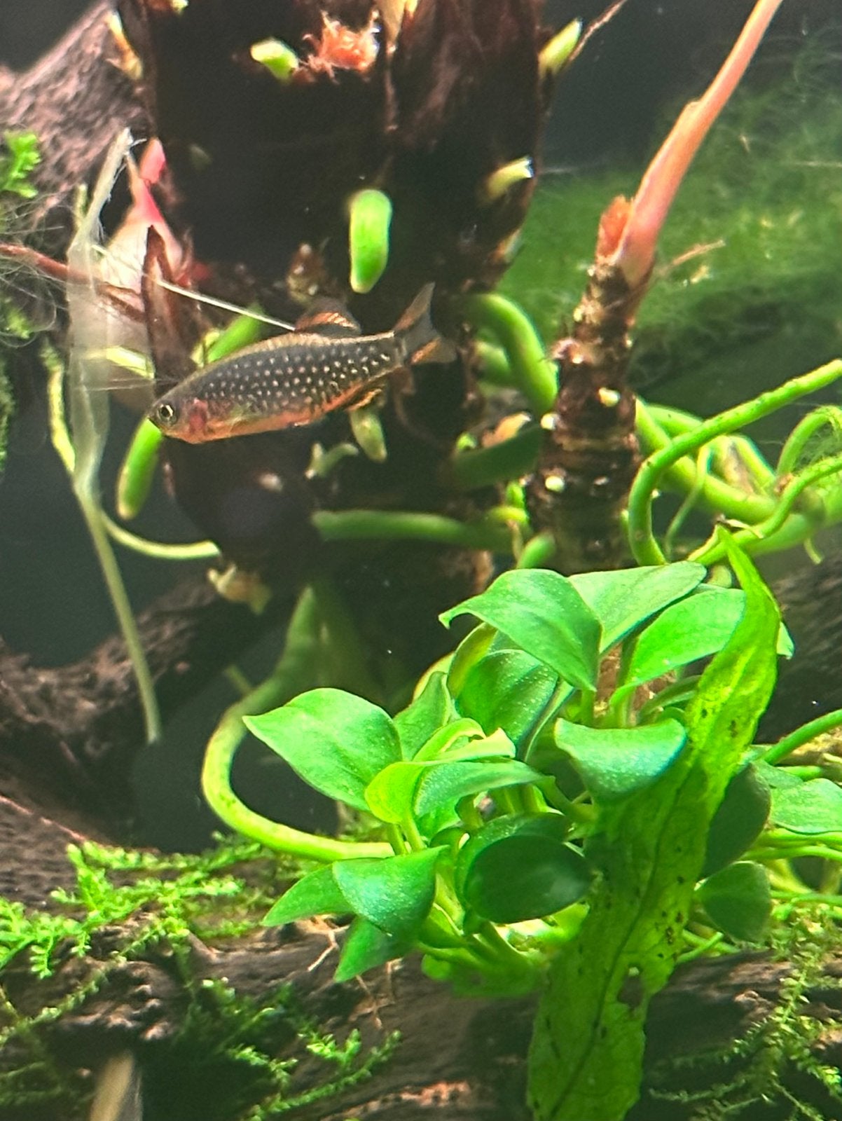 Celestial Pearl Danio / Galaxy Rasbora Danio Margaritatus, Dieren en Toebehoren, Vis, Zoetwatervis, Schoolvis